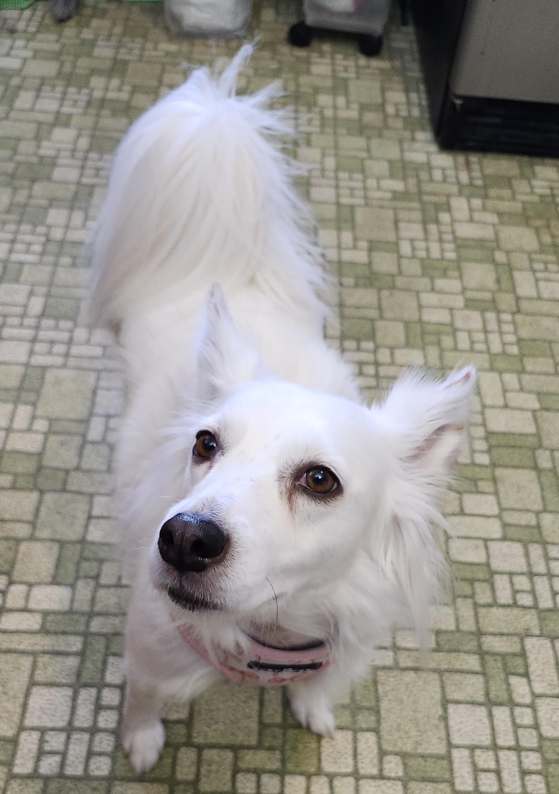 Marley - St. Louis, MO, Adoptable, Adult Female American Eskimo Dog.