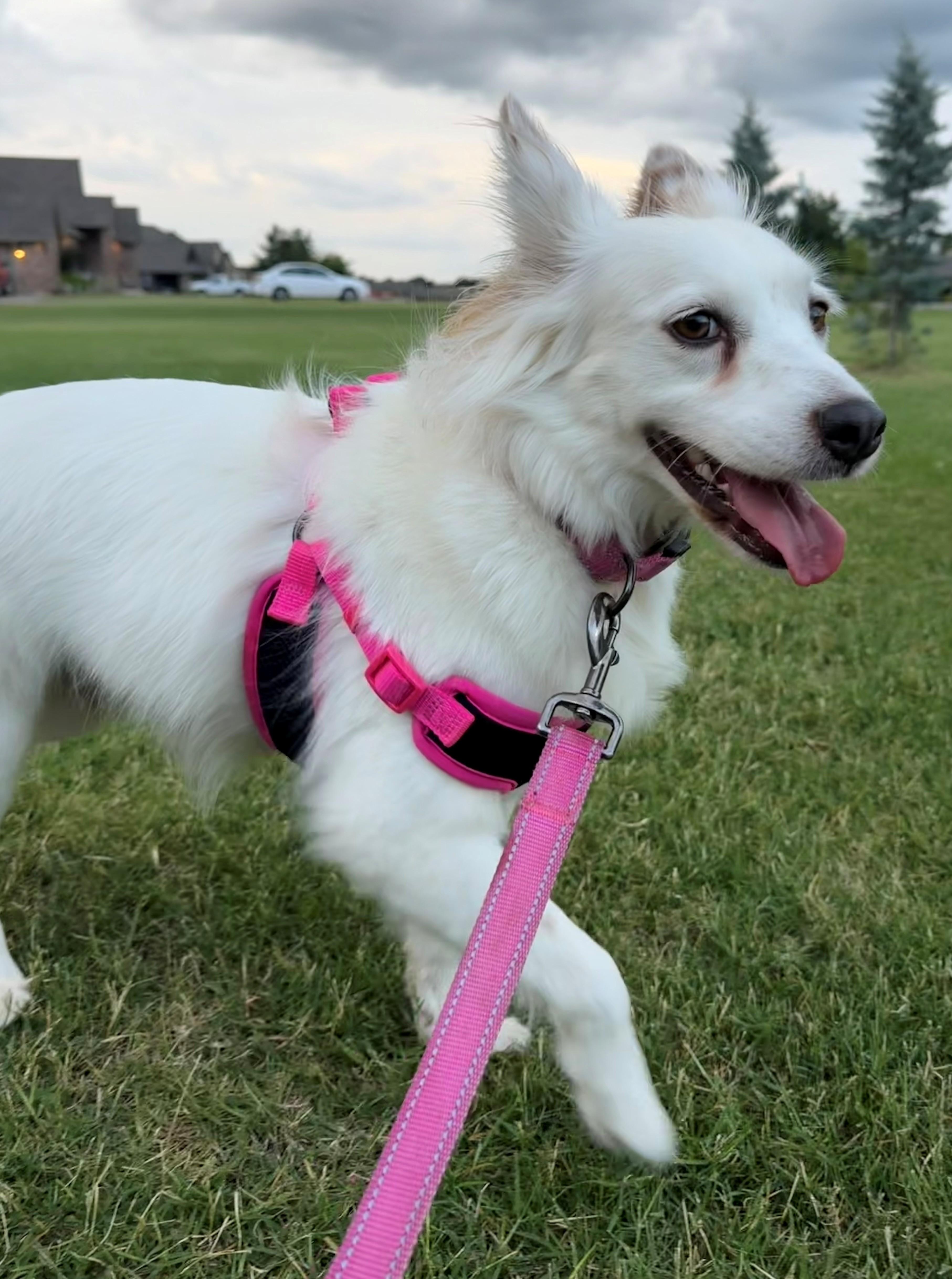 Enlarge Marley - St. Louis, MO, a Adoptable American Eskimo Dog in Saint Louis, MO image 6/6