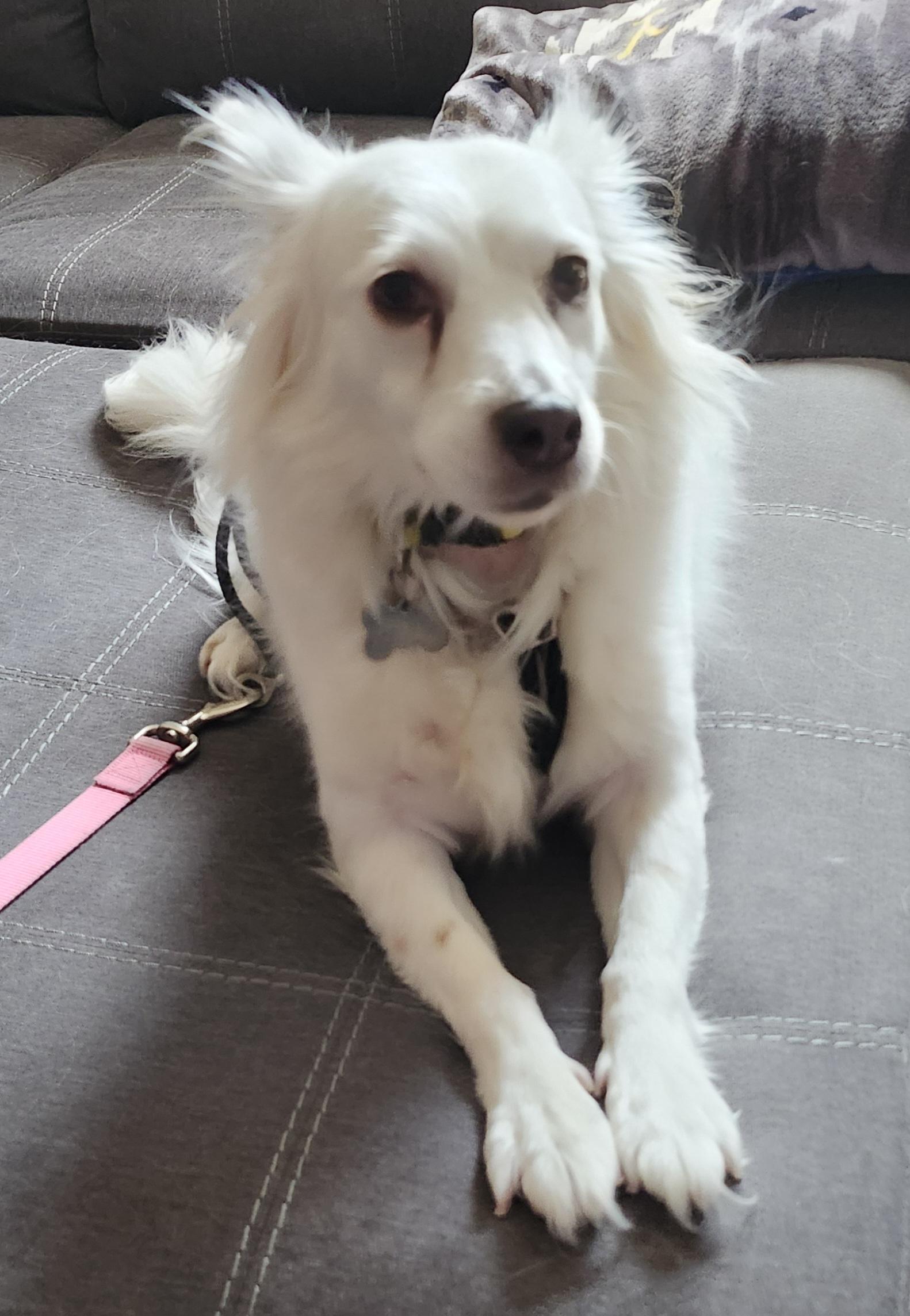 Marley - St. Louis, MO, a ADOPTABLE American Eskimo Dog in Saint Louis, MO image 2/6