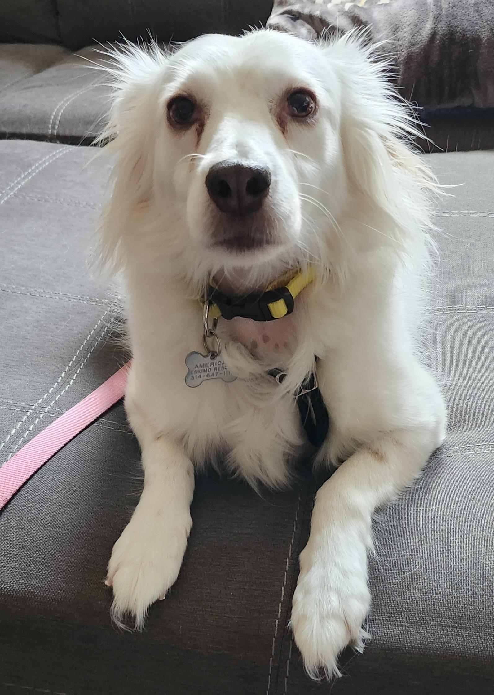 Marley - St. Louis, MO, a ADOPTABLE American Eskimo Dog in Saint Louis, MO image 3/6