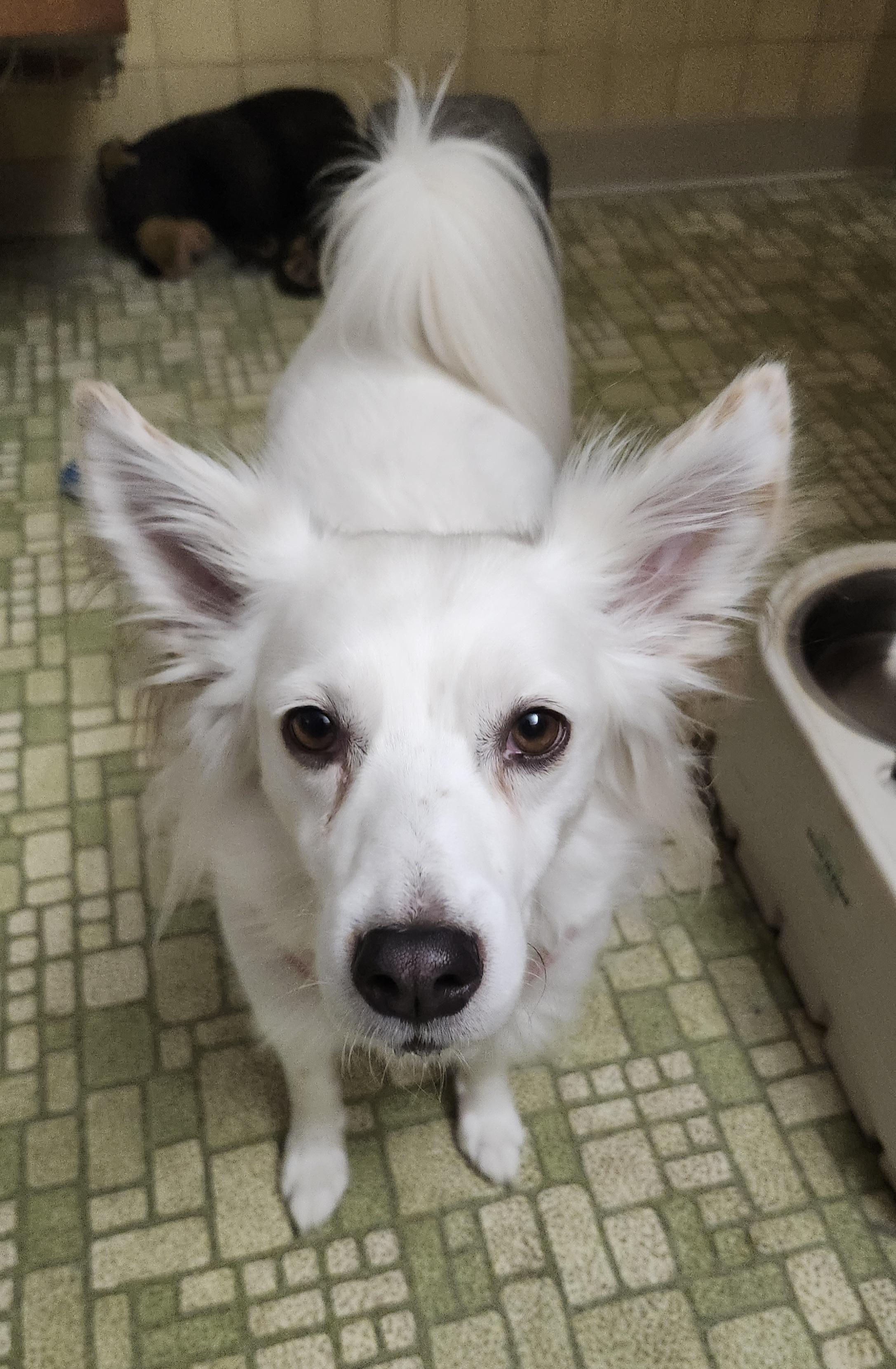 Enlarge Marley - St. Louis, MO, a Adoptable American Eskimo Dog in Saint Louis, MO image 5/6