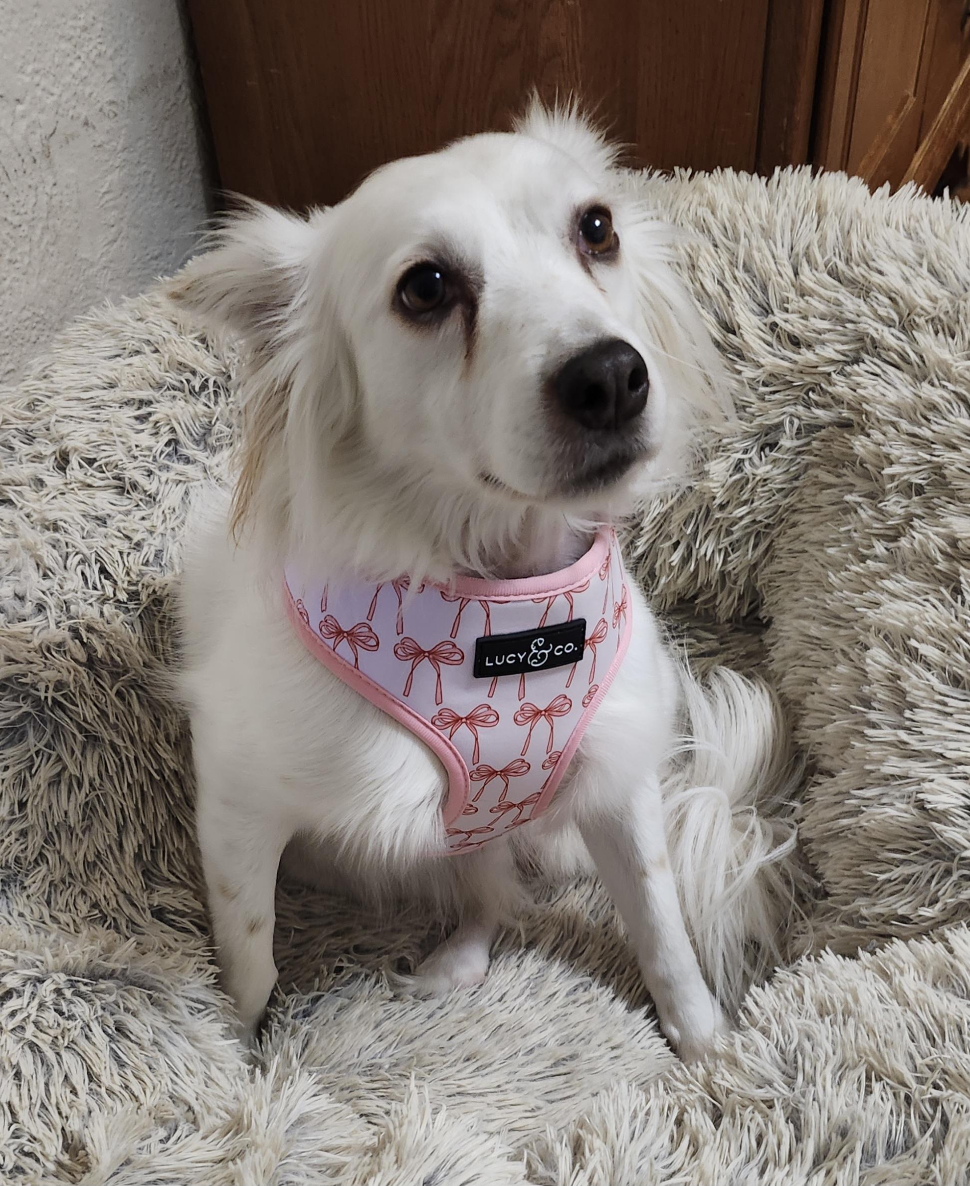 Marley - St. Louis, MO, ADOPTABLE, Adult Female American Eskimo Dog.