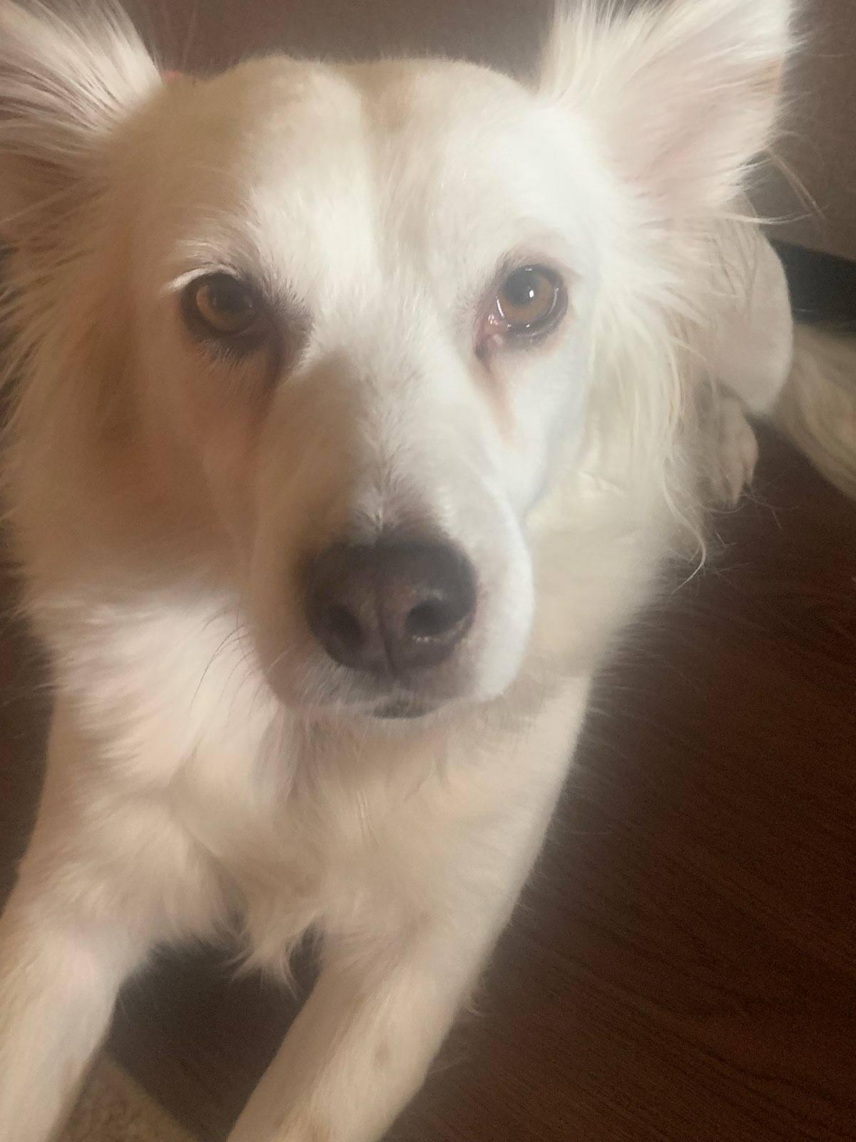 Marley - St. Louis, MO, a ADOPTABLE American Eskimo Dog in Saint Louis, MO image 1/2