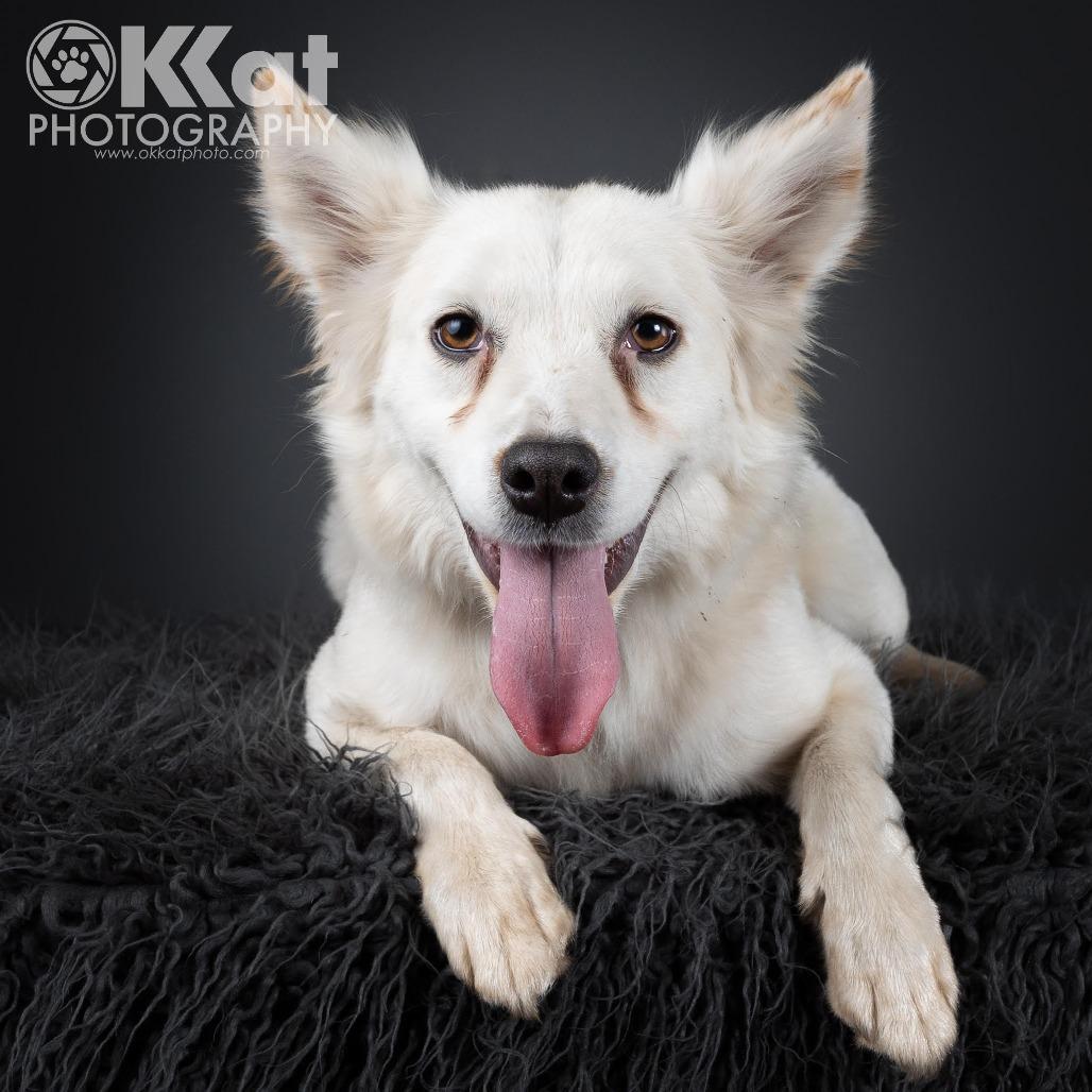 Marley - St. Louis, MO, a ADOPTABLE American Eskimo Dog in Saint Louis, MO image 2/2