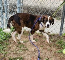 Enlarge Rocky , a Adoptable Spaniel in Vaudreuil-Dorion, QC image 1/1