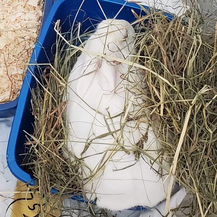 Glaze, Adoptable, Adult Male Florida White.