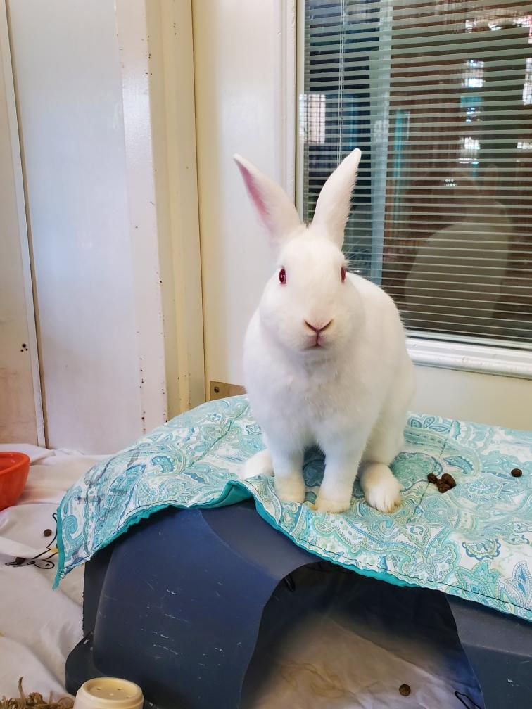 Glaze, a Adoptable Florida White in Alliston, ON image 2/6