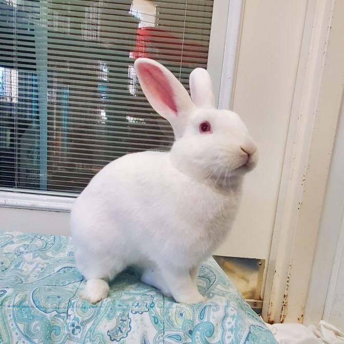 Glaze, a Adoptable Florida White in Alliston, ON image 3/6