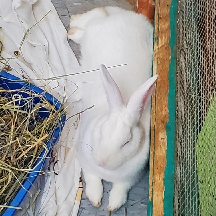 Glaze, a Adoptable Florida White in Alliston, ON image 4/6