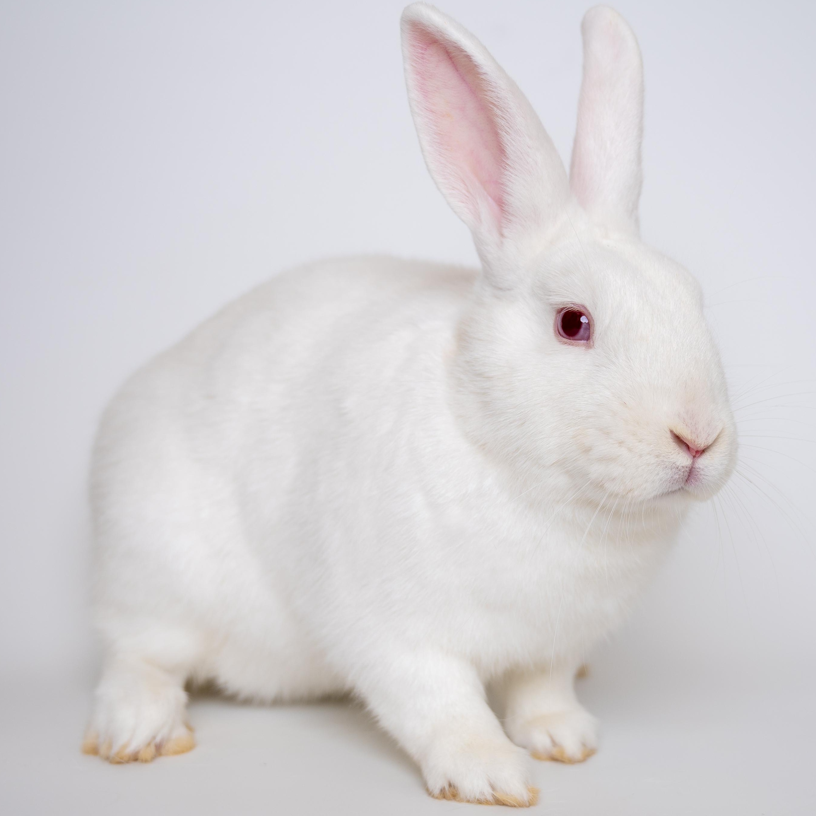 Glaze, a Adoptable Florida White in Alliston, ON image 5/6