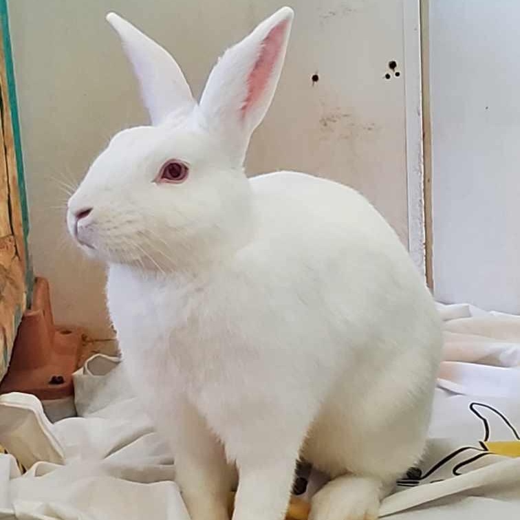 Glaze, a Adoptable Florida White in Alliston, ON image 6/6