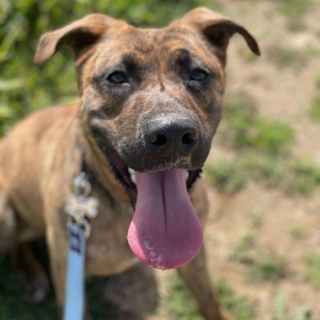 Camo, Adoptable, Adult Male Shepherd & Mixed Breed.