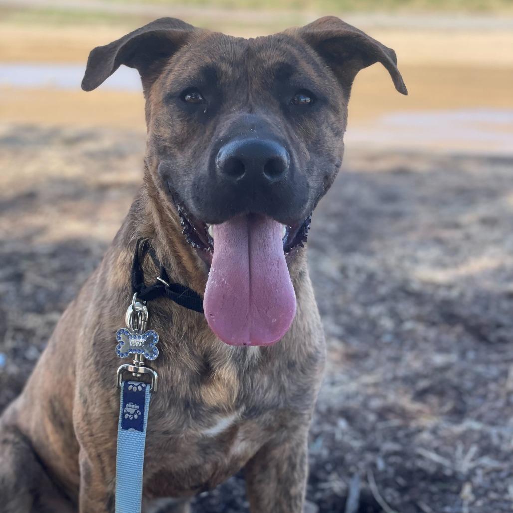 Enlarge Camo, a Adoptable mixed breed in Riverside, CA image 1/5
