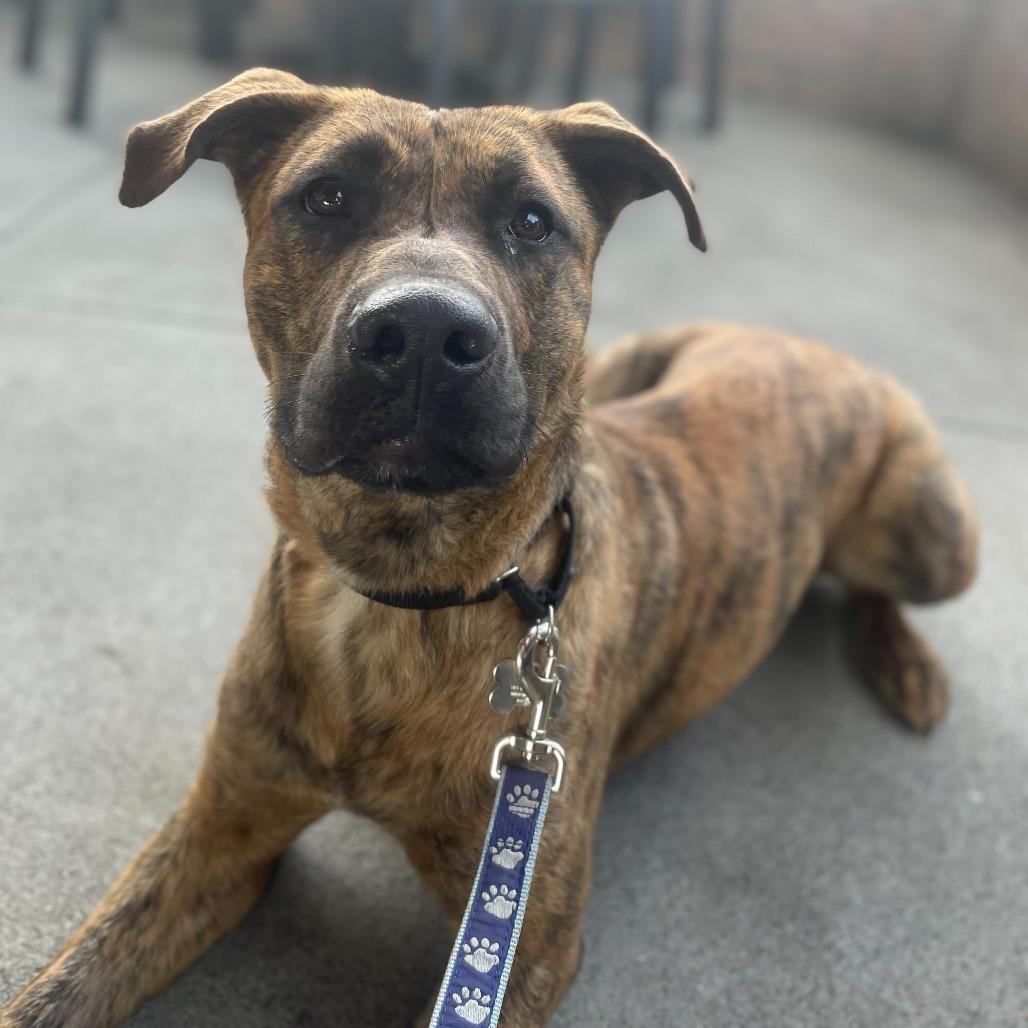 Enlarge Camo, a Adoptable mixed breed in Riverside, CA image 2/5