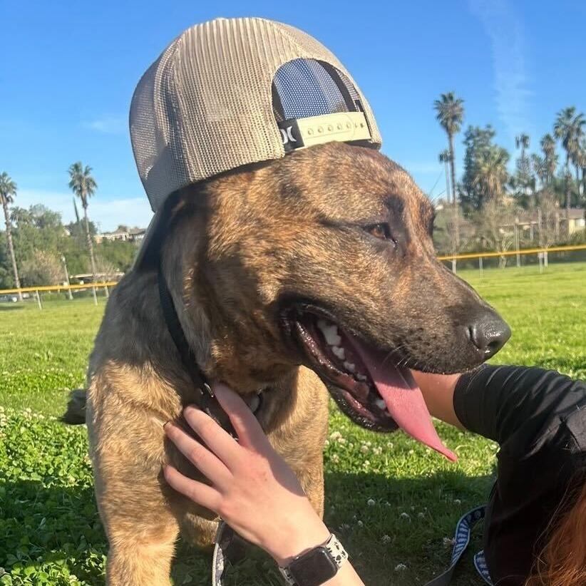 Enlarge Camo, a Adoptable mixed breed in Riverside, CA image 3/5