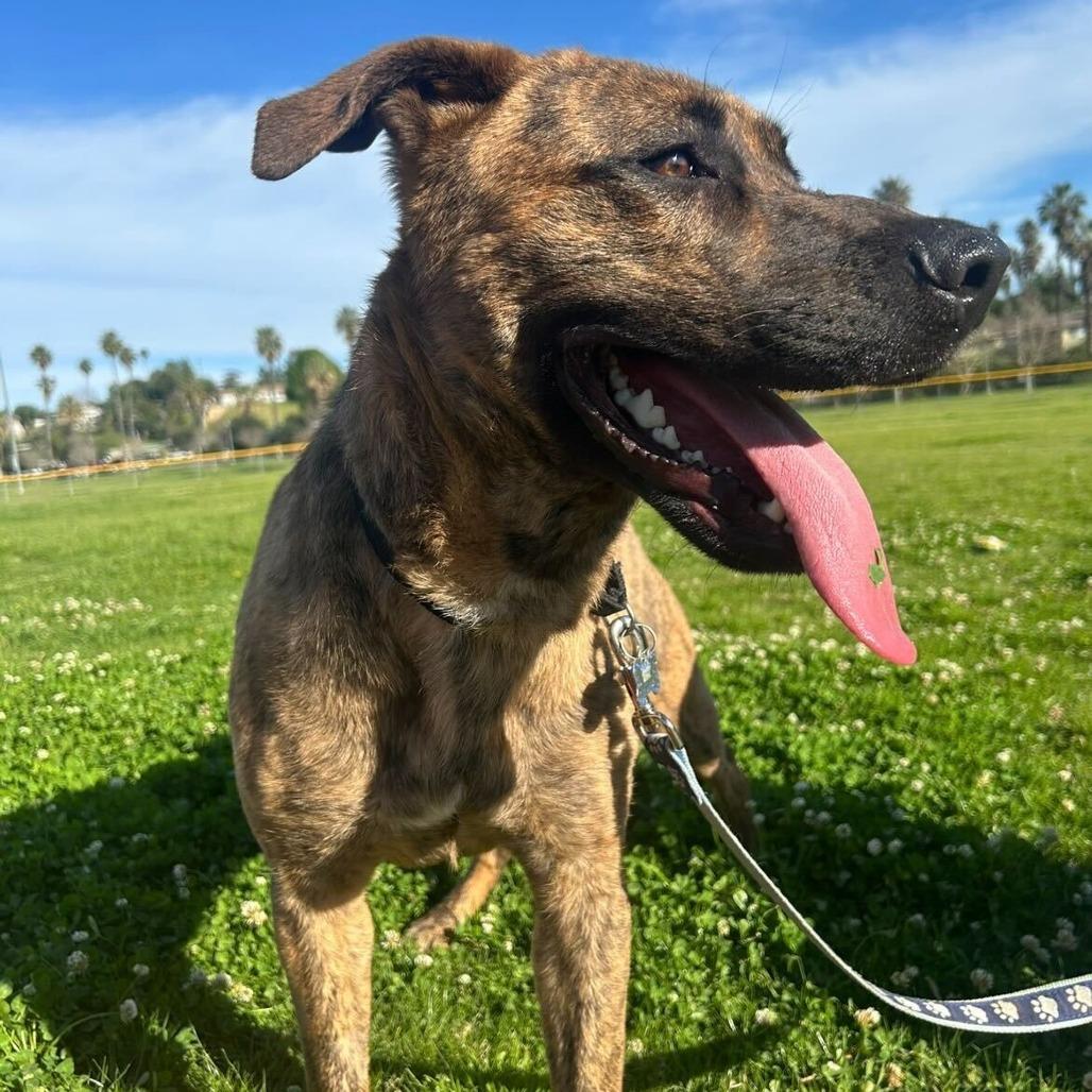 Enlarge Camo, a Adoptable mixed breed in Riverside, CA image 4/5