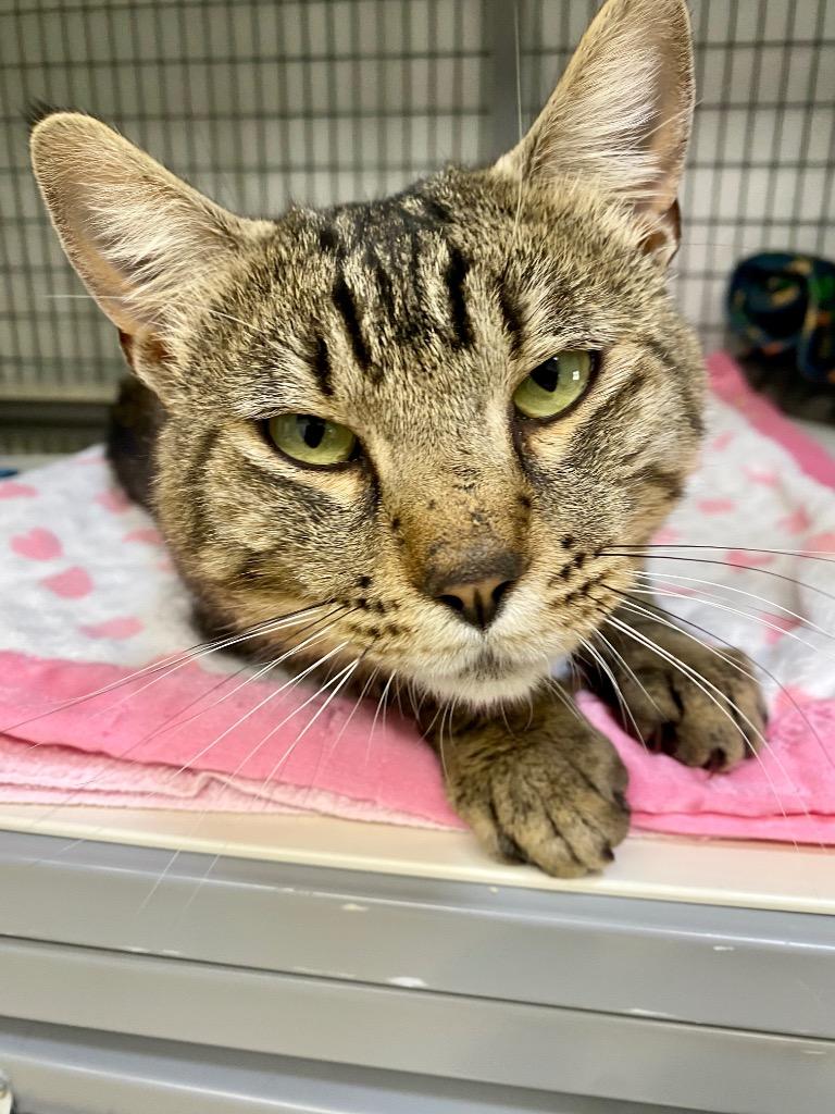 Enlarge Carmine, a Adoptable mixed breed in Grants Pass, OR image 1/3