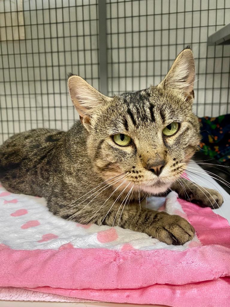 Enlarge Carmine, a Adoptable mixed breed in Grants Pass, OR image 2/3