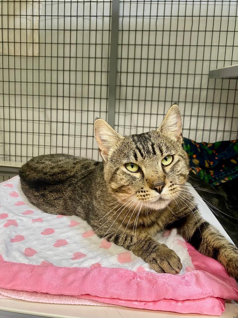 Enlarge Carmine, a Adoptable mixed breed in Grants Pass, OR image 3/3