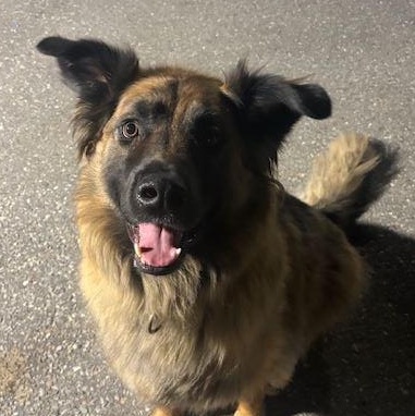 Enlarge Bentley, a Adoptable German Shepherd Dog in Caledon, ON image 1/5