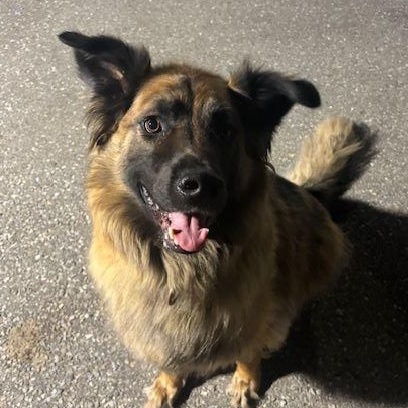 Enlarge Bentley, a Adoptable German Shepherd Dog in Caledon, ON image 3/5