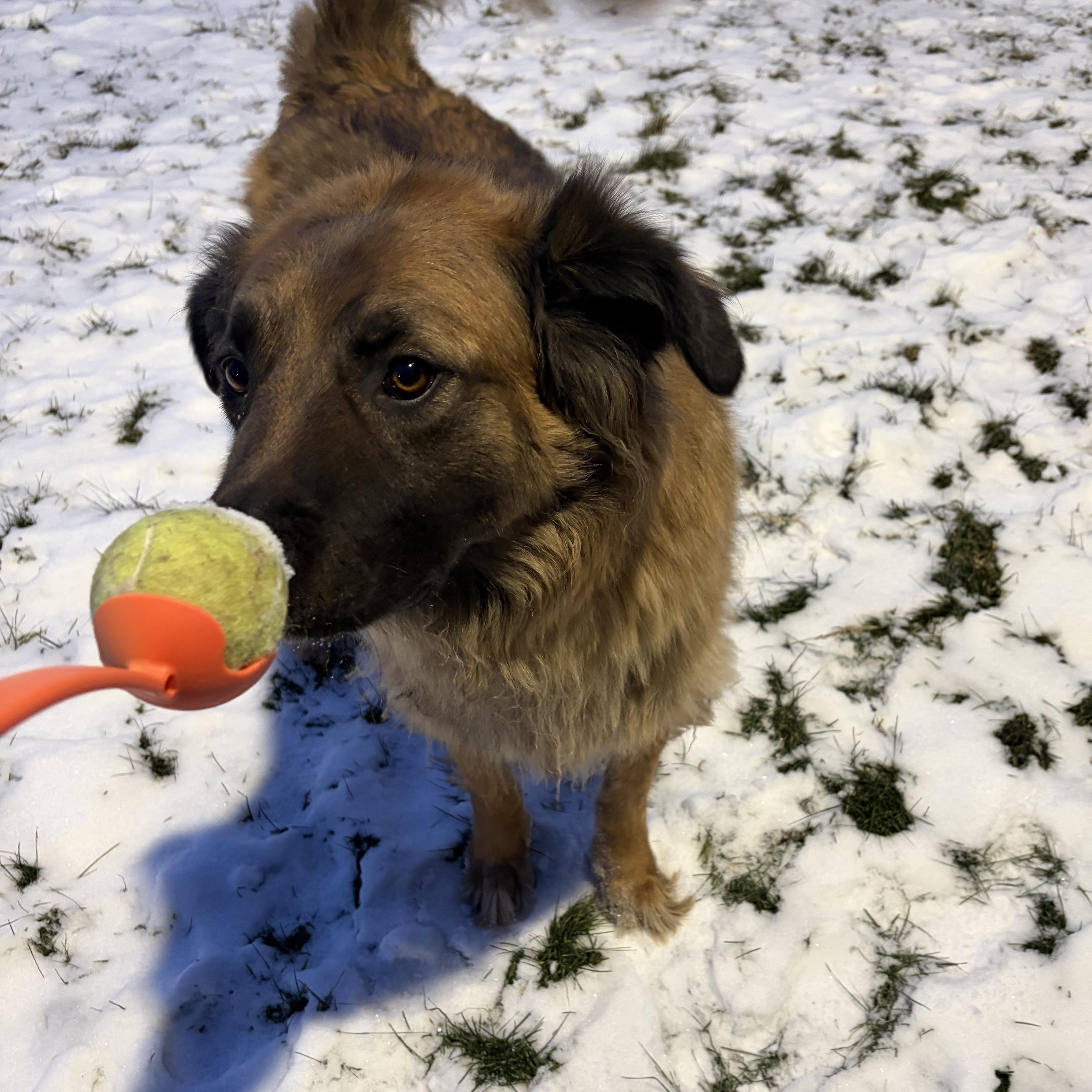 Enlarge Bentley, a Adoptable mixed breed in Caledon, ON image 1/5