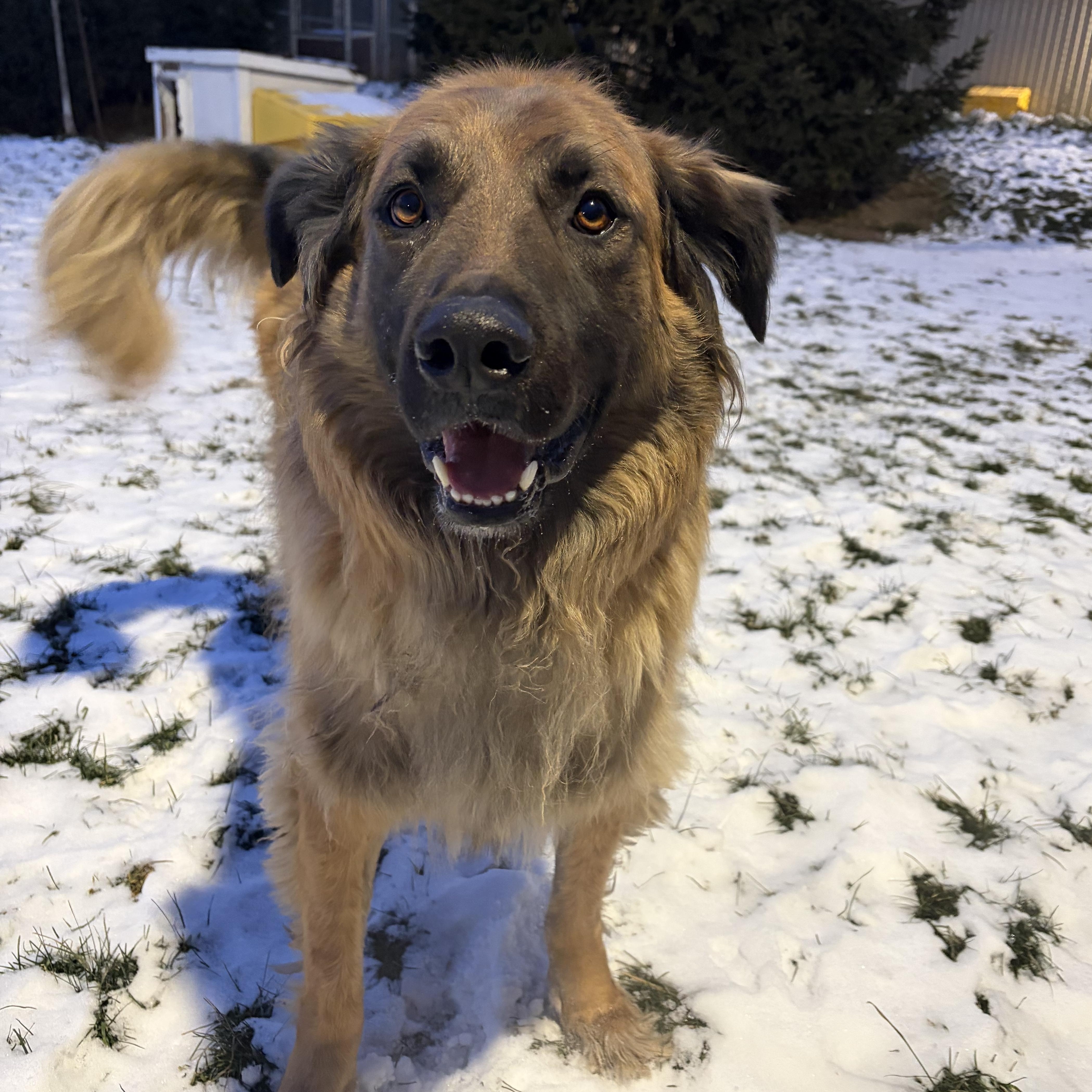 Enlarge Bentley, a Adoptable mixed breed in Caledon, ON image 2/5