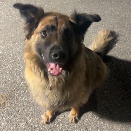 Enlarge Bentley, a Adoptable German Shepherd Dog in Caledon, ON image 5/5
