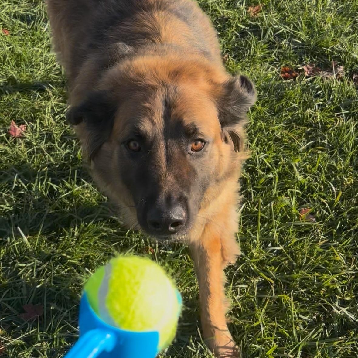 Bentley, Adoptable, Adult Male German Shepherd Dog.