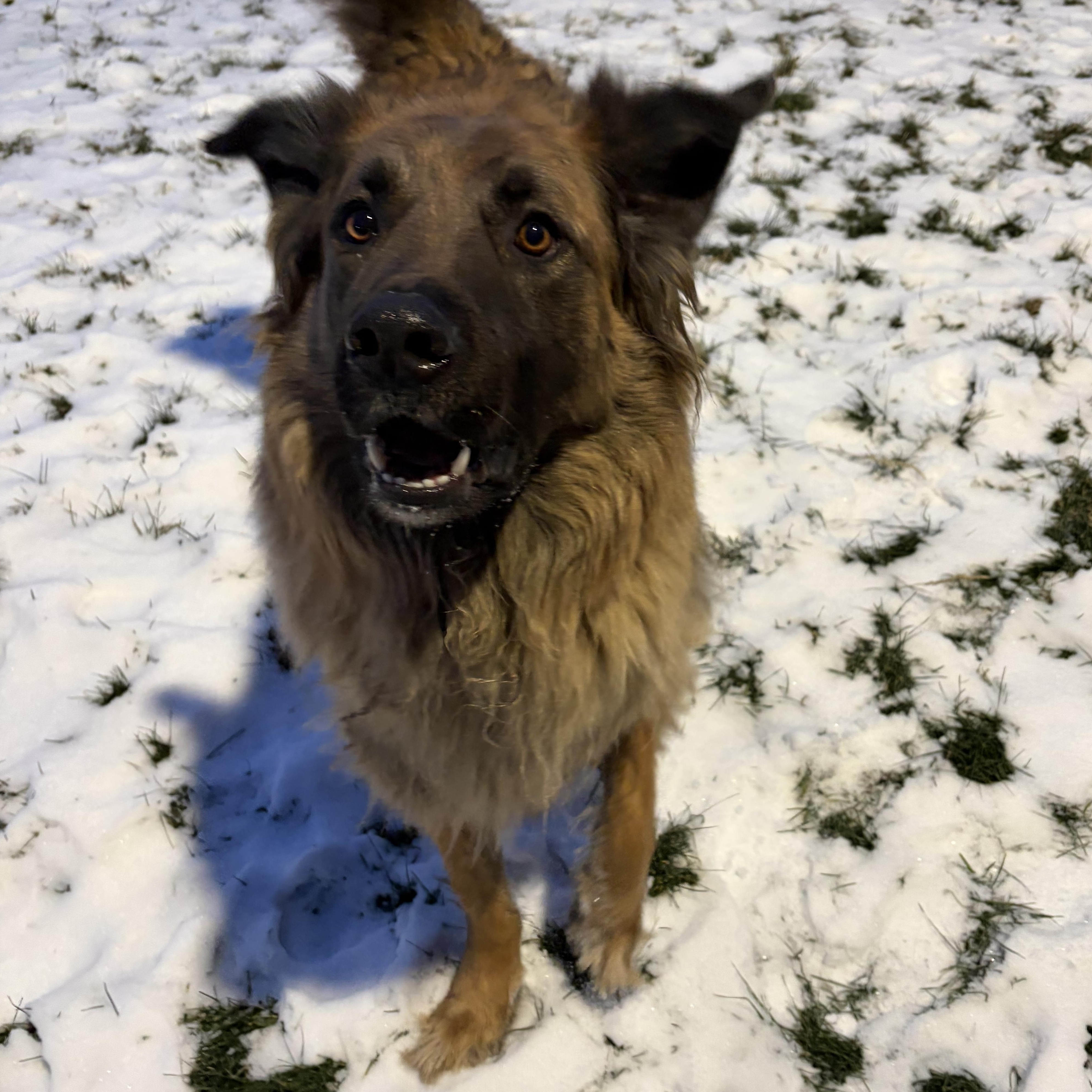 Enlarge Bentley, a Adoptable mixed breed in Caledon, ON image 4/5