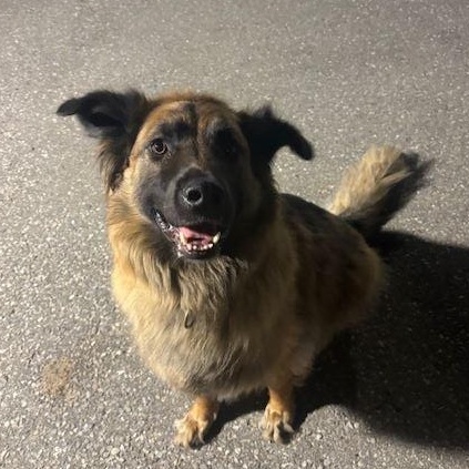 Enlarge Bentley, a Adoptable German Shepherd Dog in Caledon, ON image 2/5