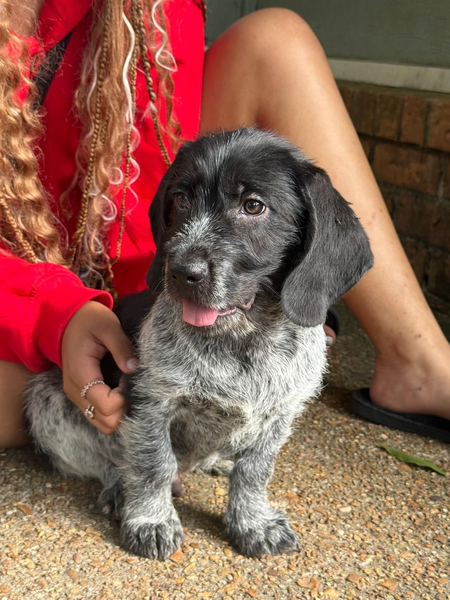 Enlarge Callum (Allison-fostered in New England), an adopted mixed breed in Warwick, RI image 4/5
