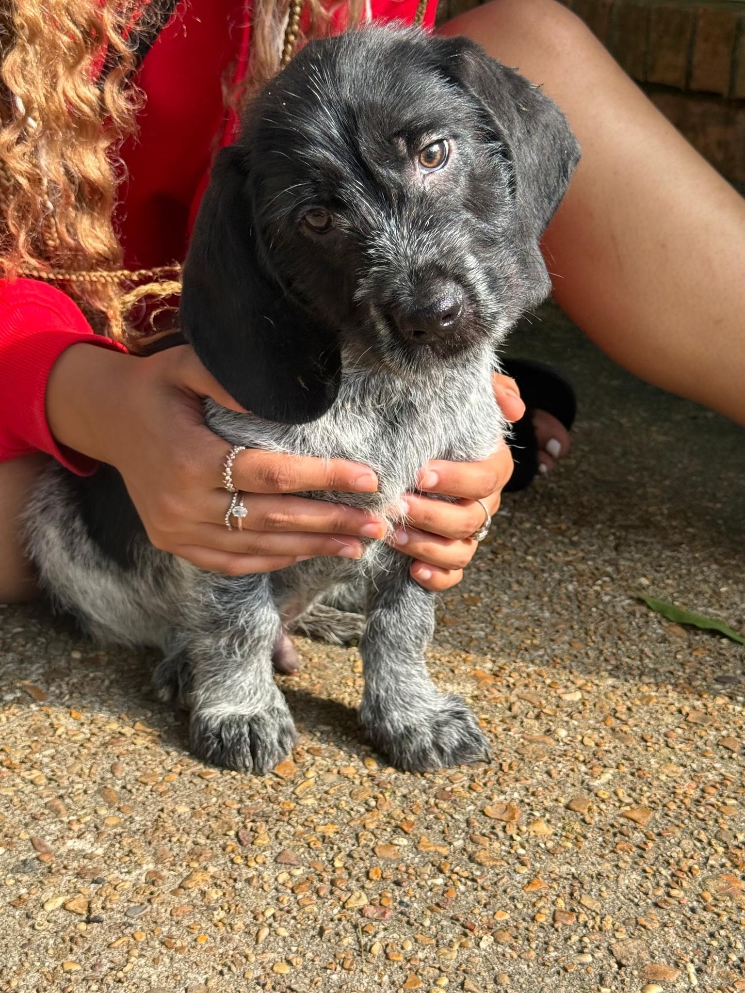 Enlarge Callum (Allison-fostered in New England), an adopted mixed breed in Warwick, RI image 3/5