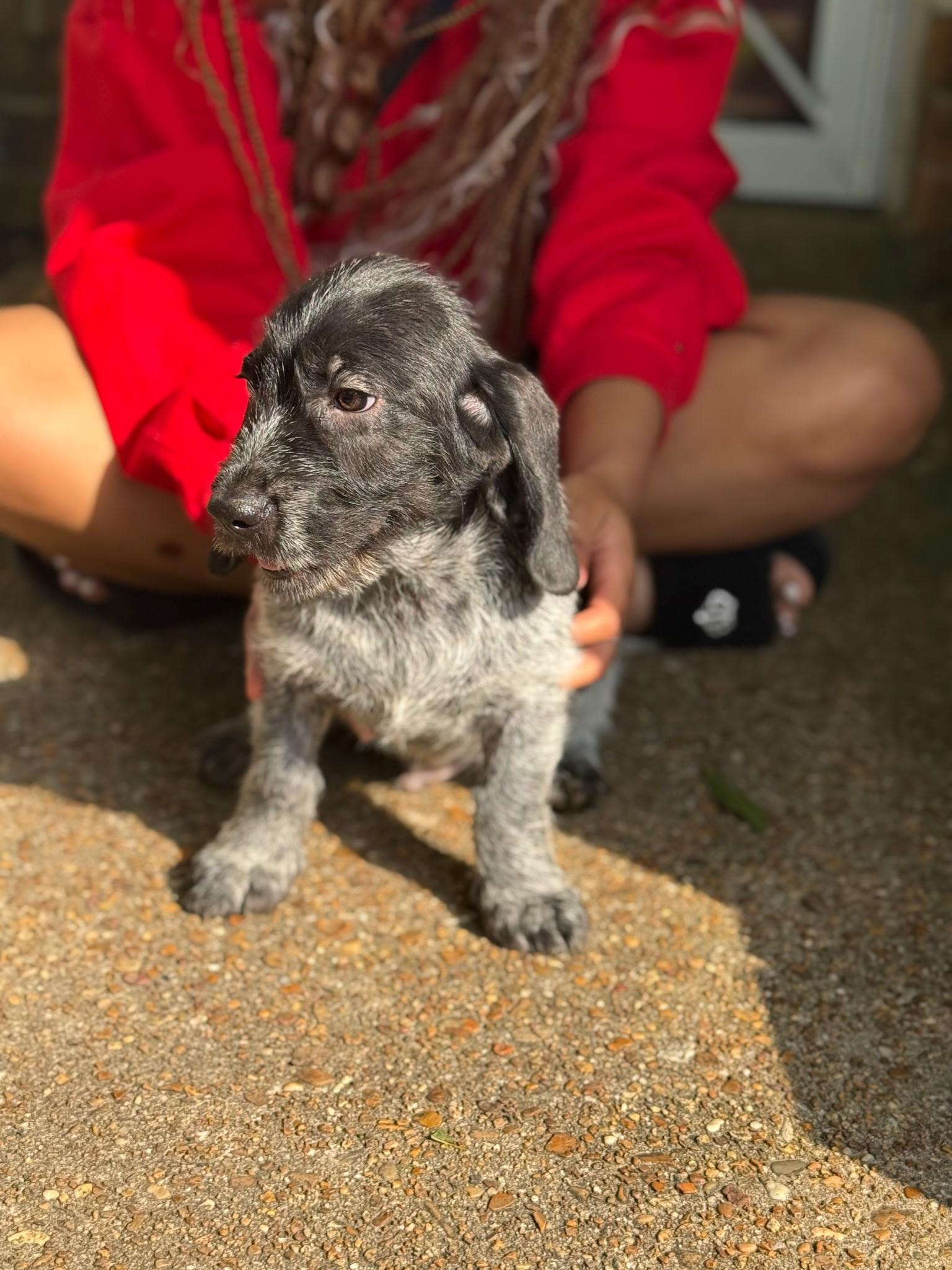 Enlarge Callum (Allison-fostered in New England), an adopted mixed breed in Warwick, RI image 2/5