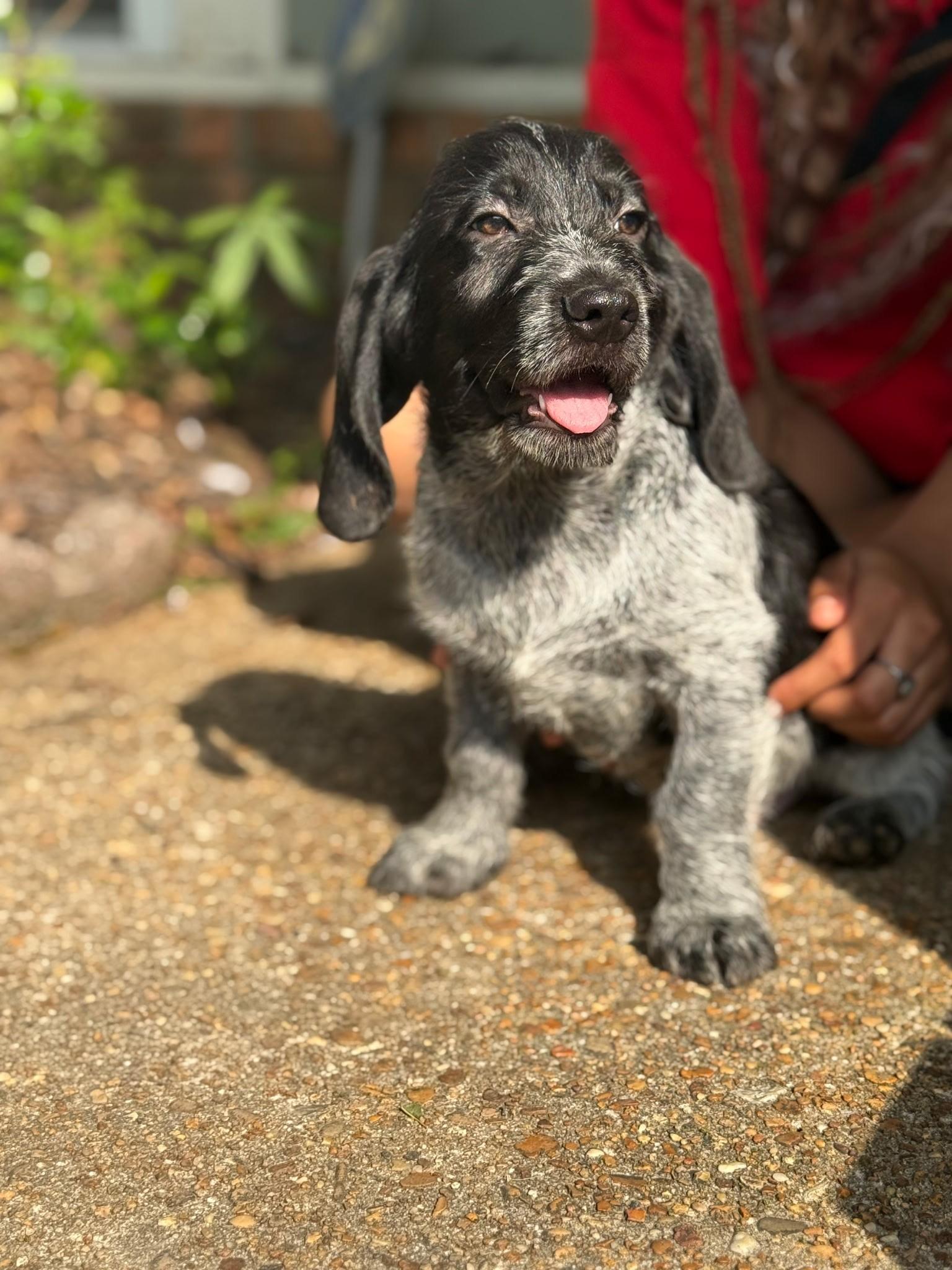 Enlarge Callum (Allison-fostered in New England), an adopted mixed breed in Warwick, RI image 5/5
