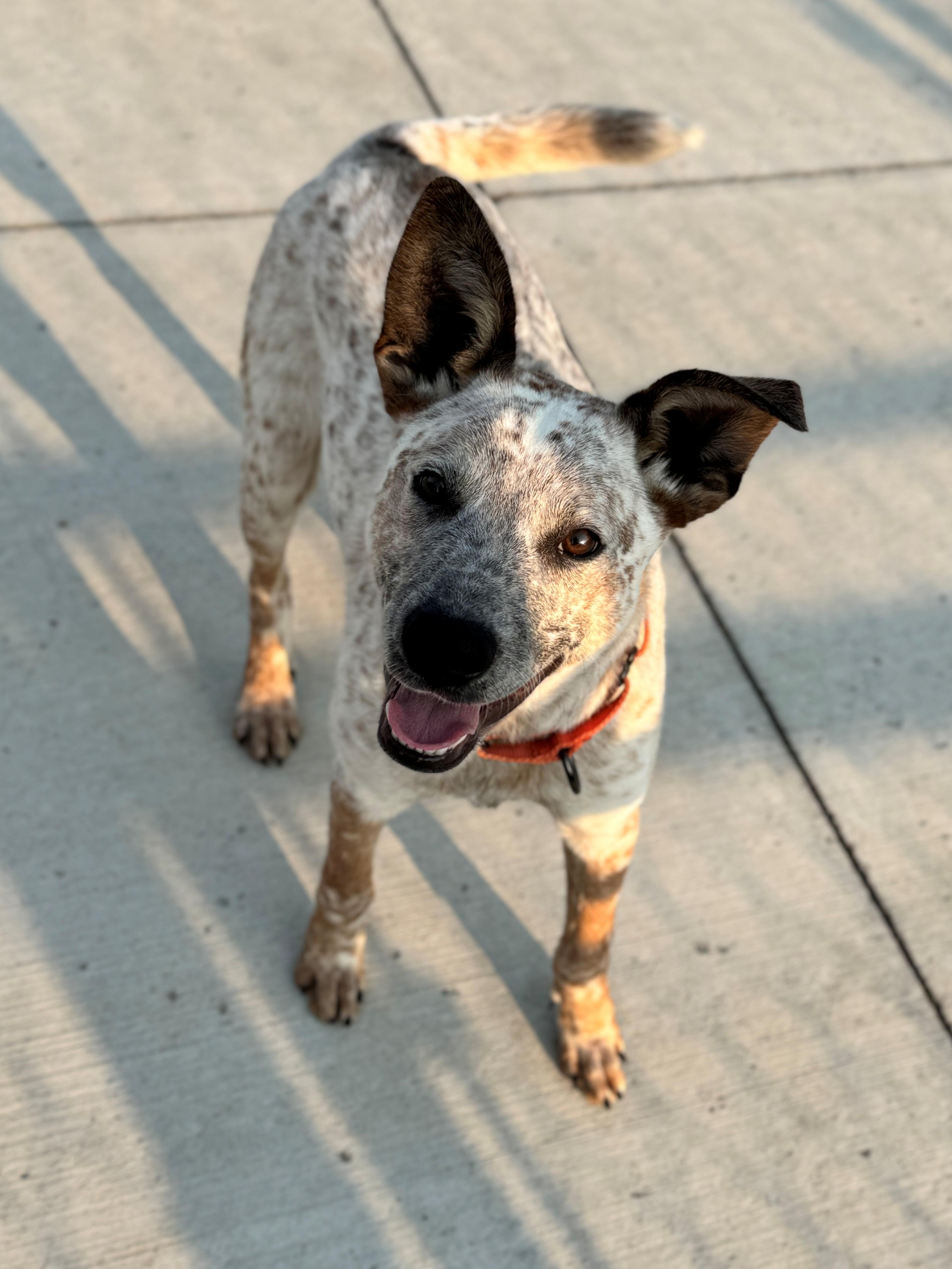 Buster, an adoptable Australian Cattle Dog / Blue Heeler in Hackensack, MN, 56452 | Photo Image 2