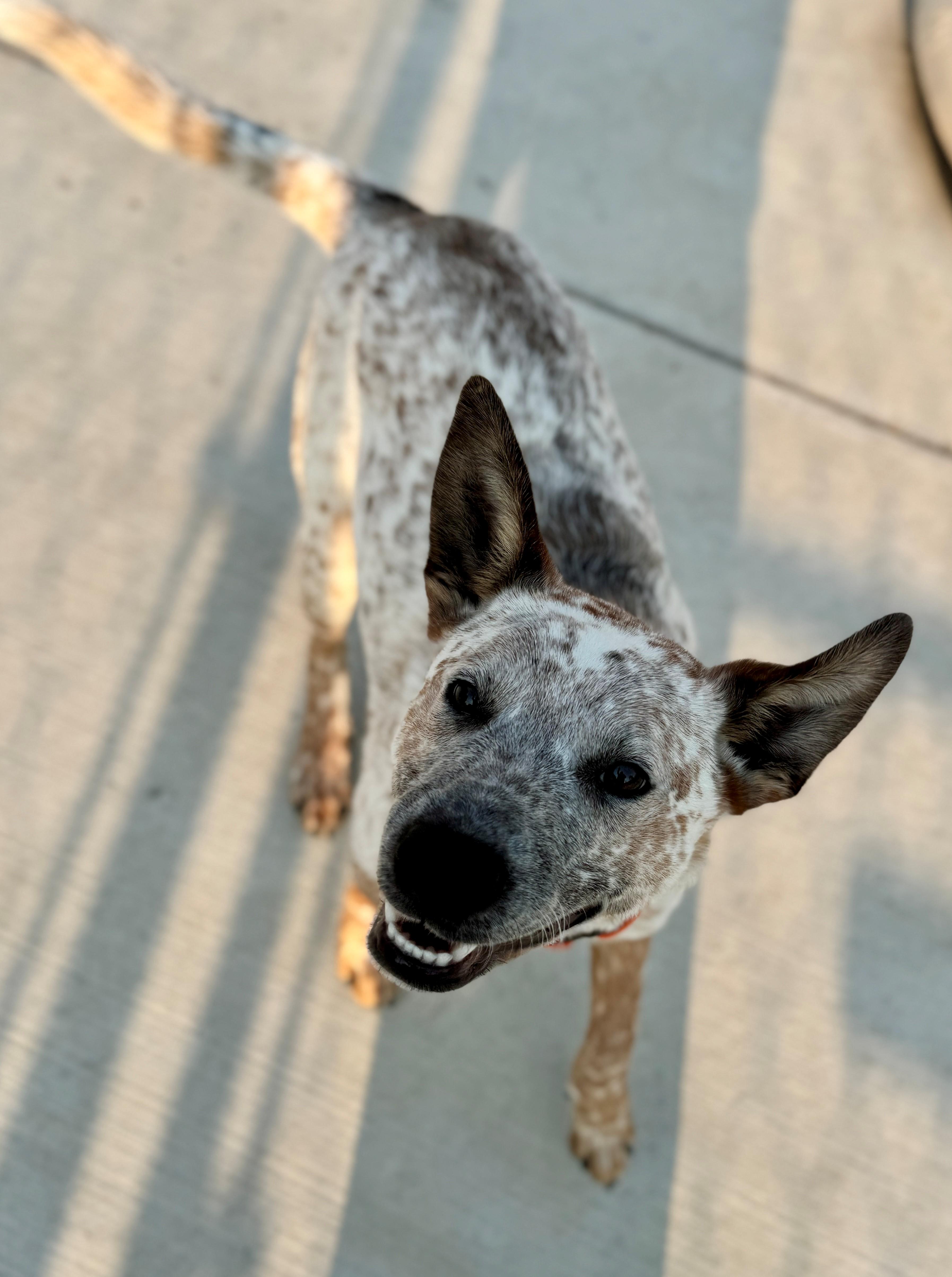 Buster, an adoptable Australian Cattle Dog / Blue Heeler in Hackensack, MN, 56452 | Photo Image 5