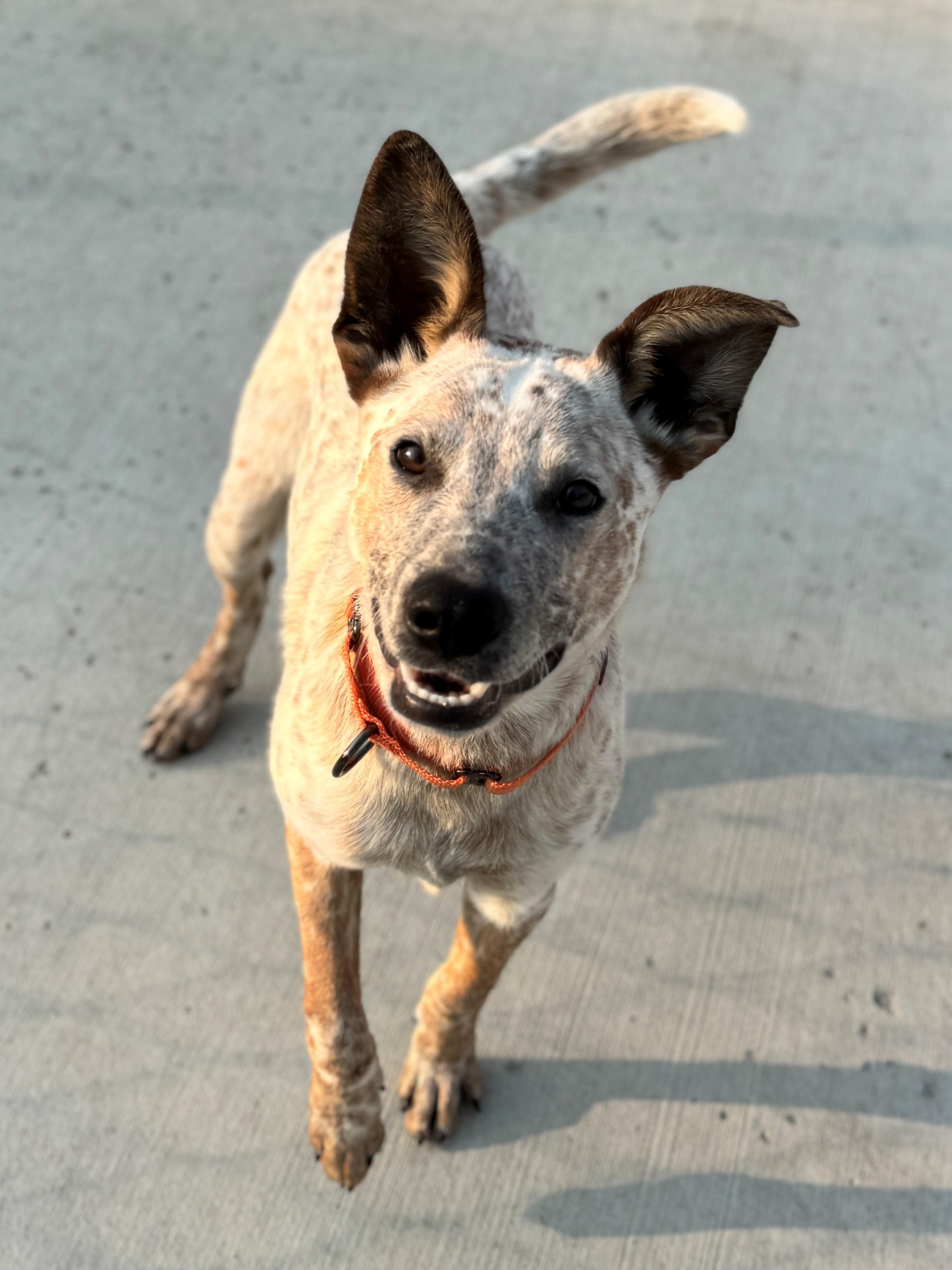 Buster, an adoptable Australian Cattle Dog / Blue Heeler in Hackensack, MN, 56452 | Photo Image 1