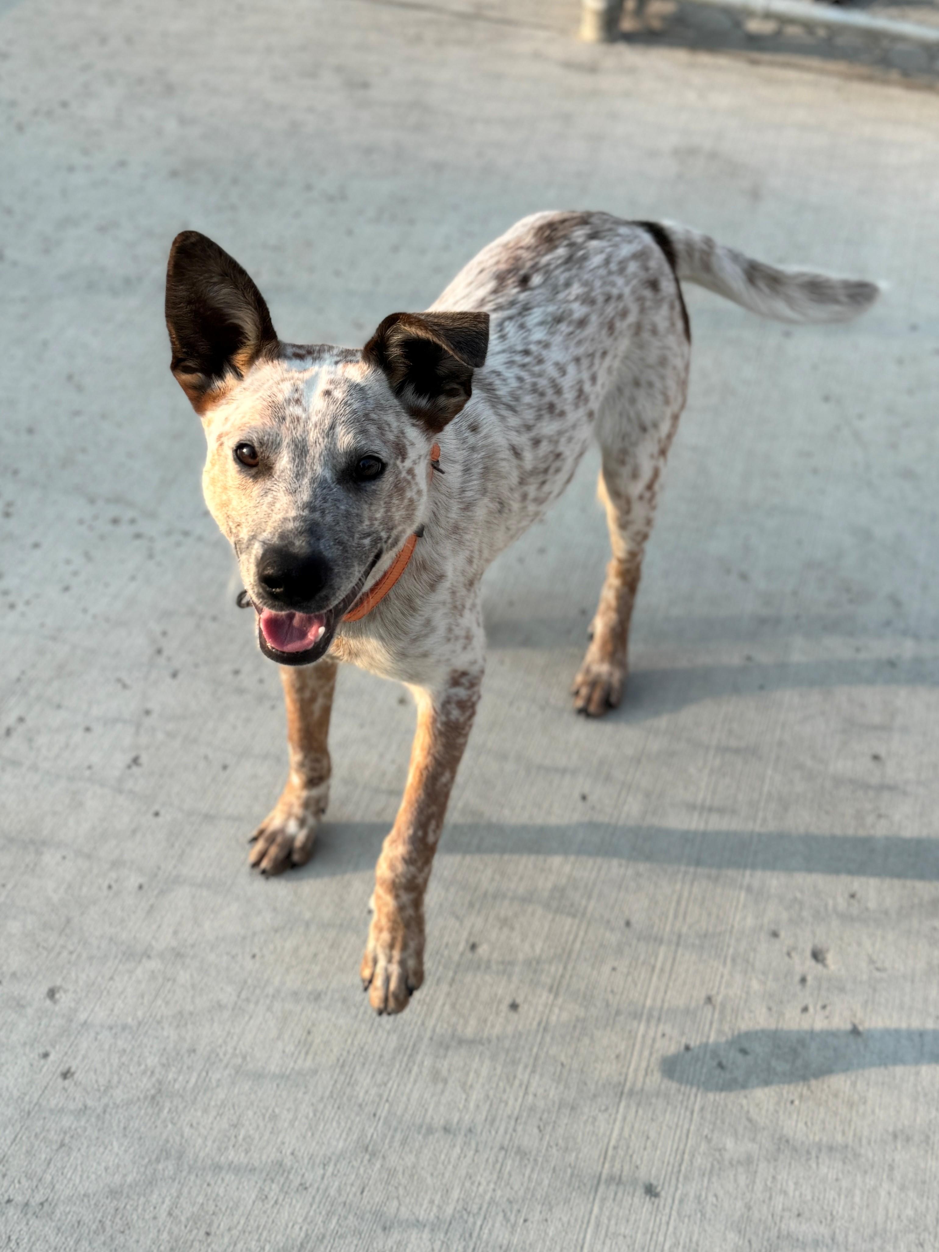 Buster, an adoptable Australian Cattle Dog / Blue Heeler in Hackensack, MN, 56452 | Photo Image 4