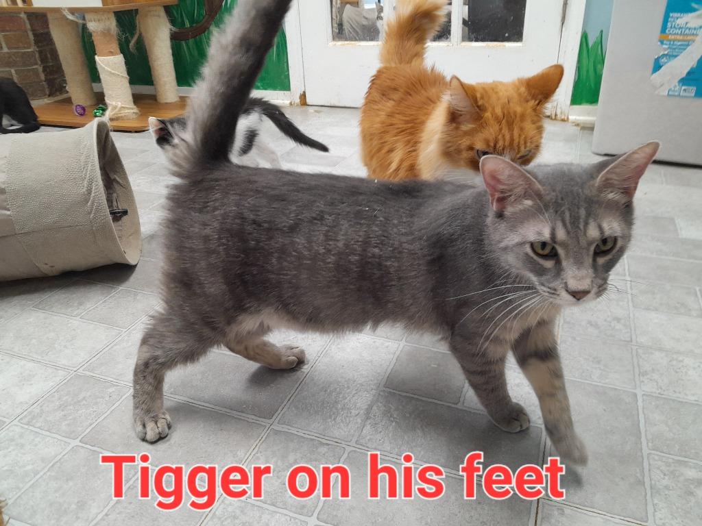 Tigger Franklin, a Adoptable mixed breed in Rome, GA image 2/4