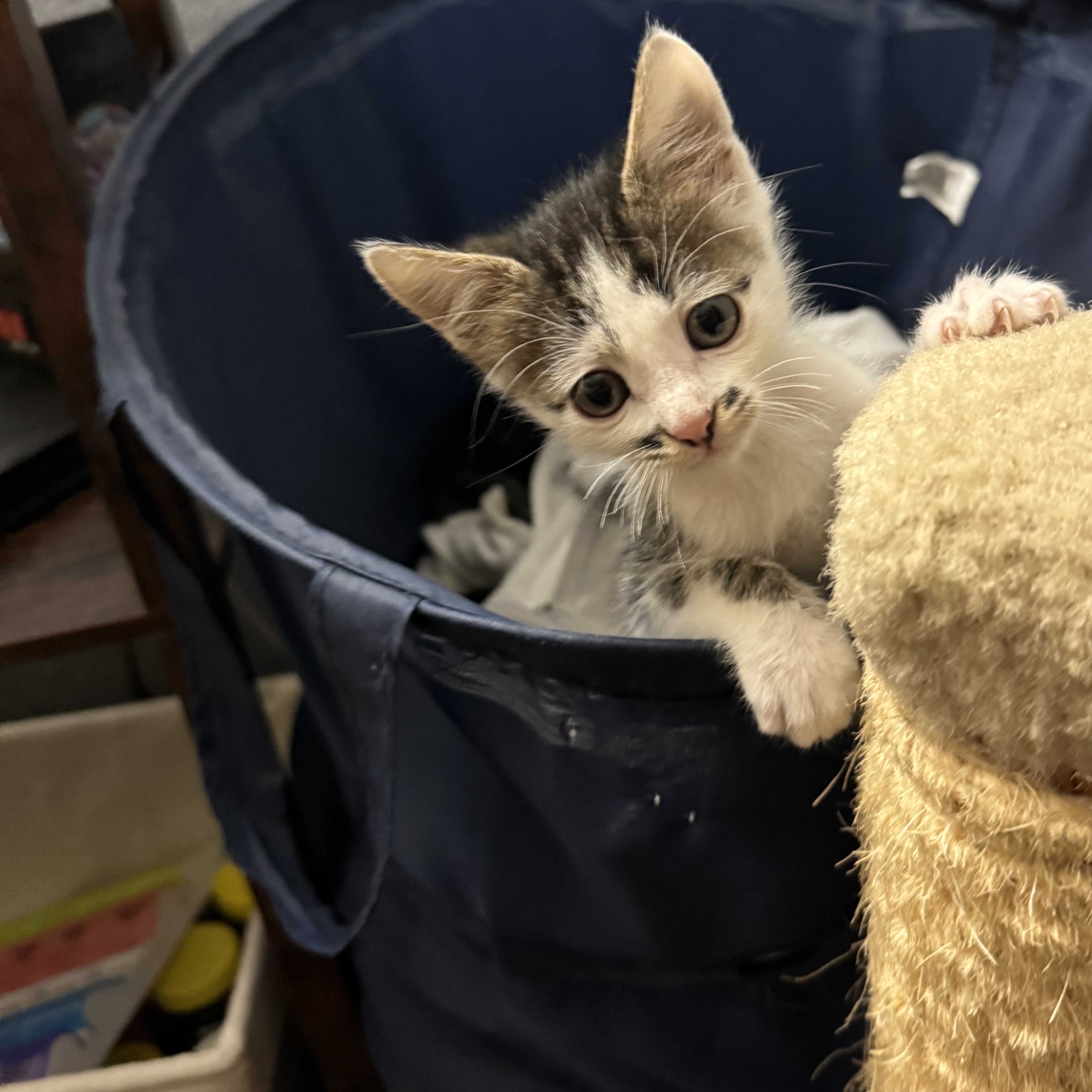 Cat for adoption Dragon, a Domestic Short Hair in Bentonville, AR