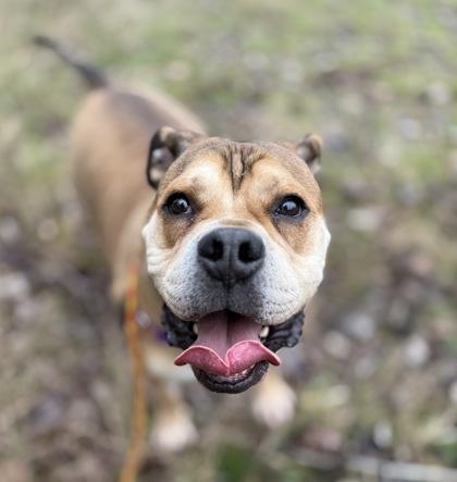 Yukon, Adoptable, Adult Male American Bulldog & Mixed Breed.