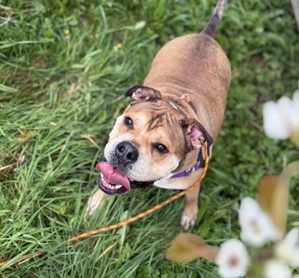 Enlarge Yukon, a Adoptable mixed breed in Burlington, WA image 2/3