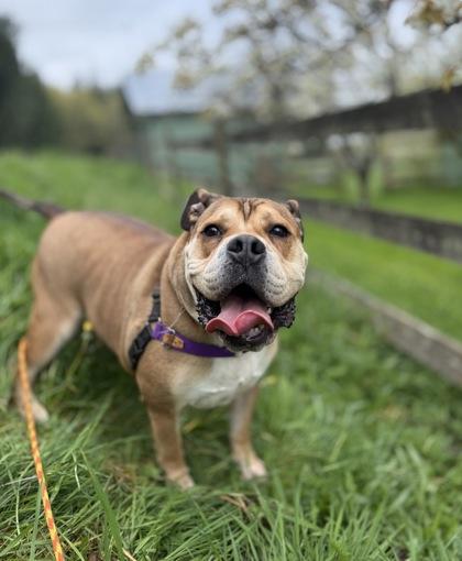 Enlarge Yukon, a Adoptable mixed breed in Burlington, WA image 3/3