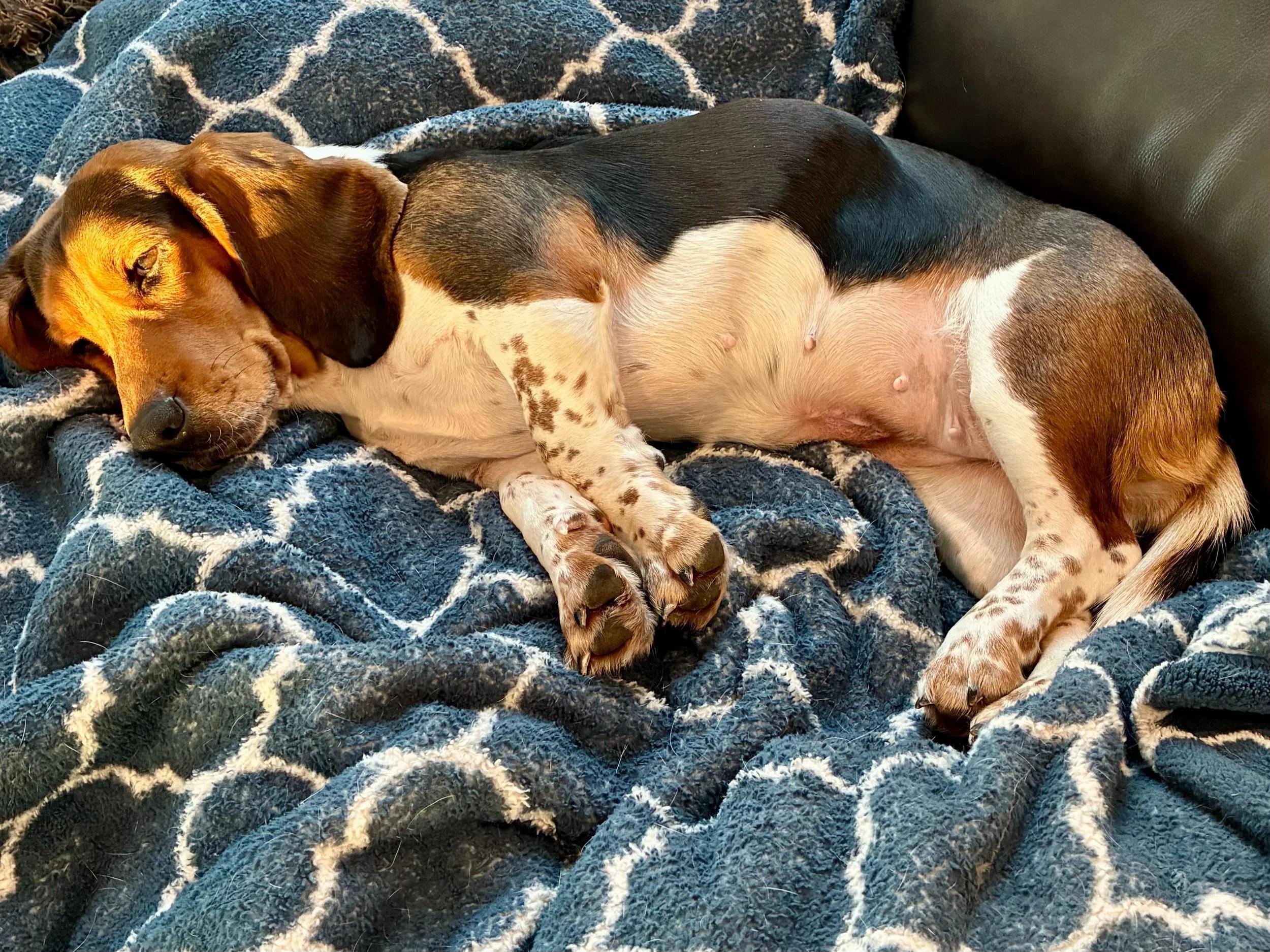 Bonnie, a ADOPTABLE Basset Hound in St. Paul, MN image 4/4