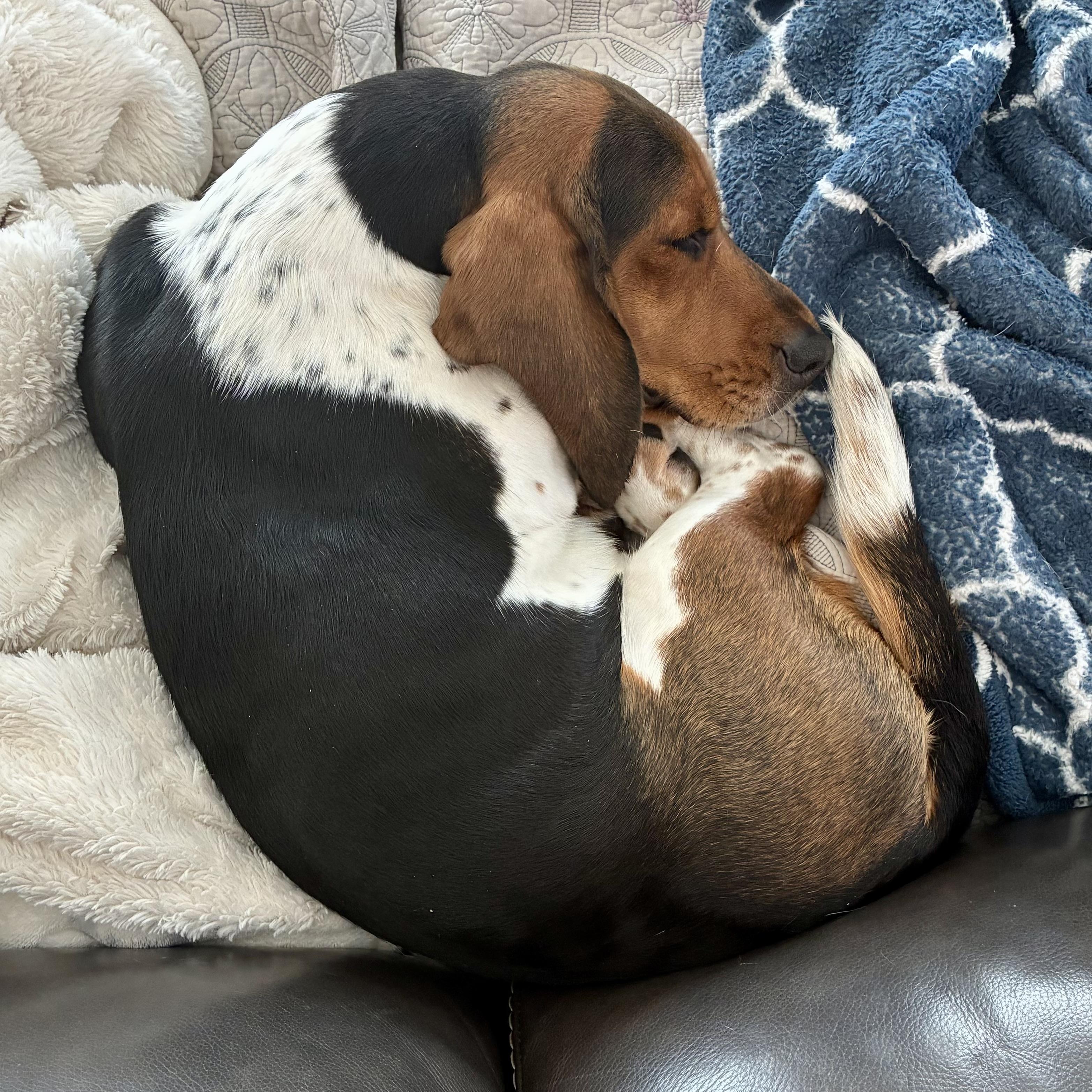 Bonnie, a ADOPTABLE Basset Hound in St. Paul, MN image 3/4