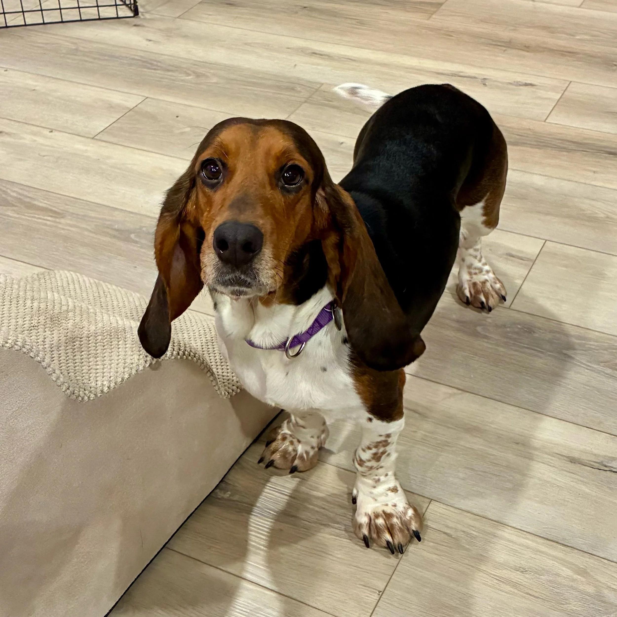 Bonnie, a ADOPTABLE Basset Hound in St. Paul, MN image 1/4