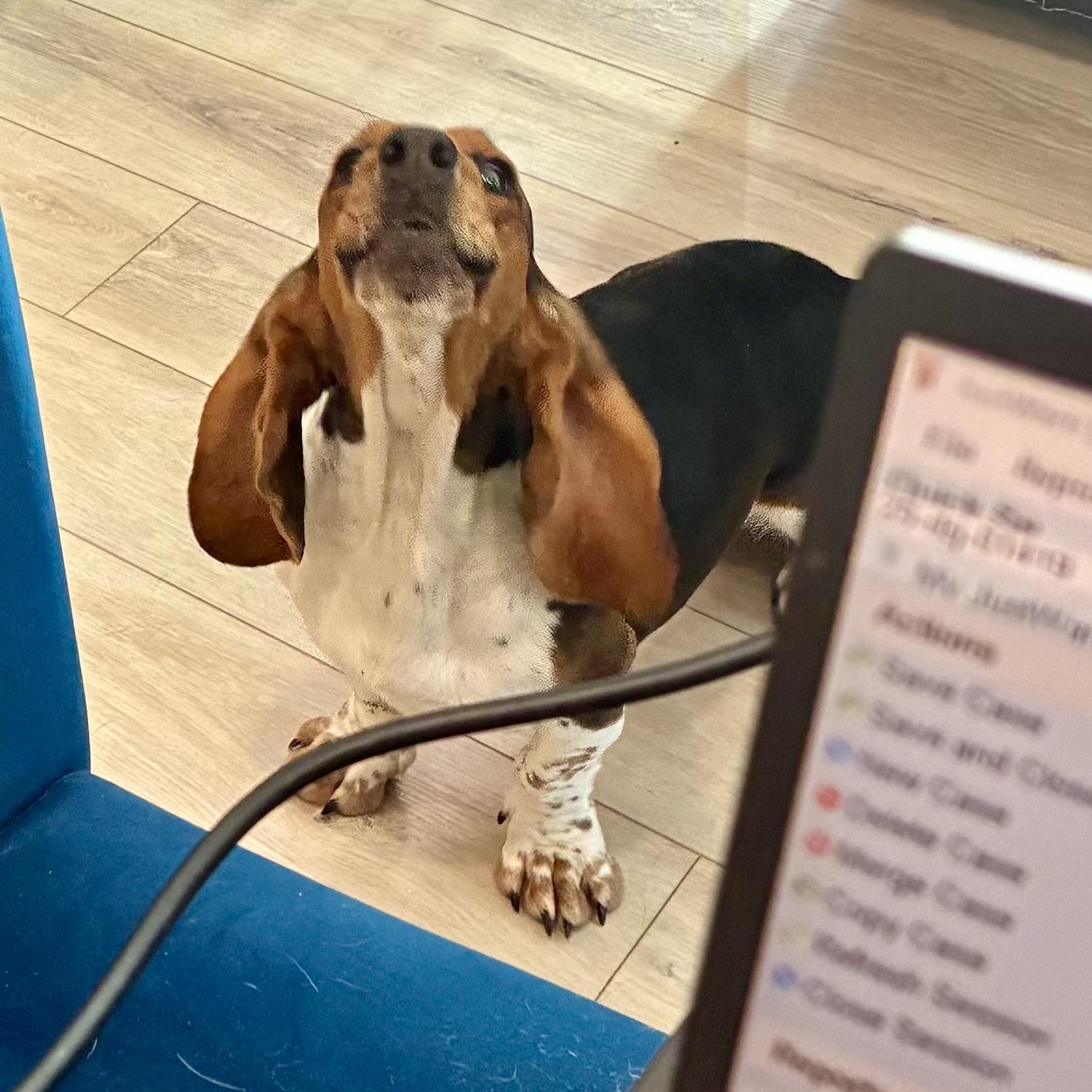 Bonnie, a ADOPTABLE Basset Hound in St. Paul, MN image 2/4