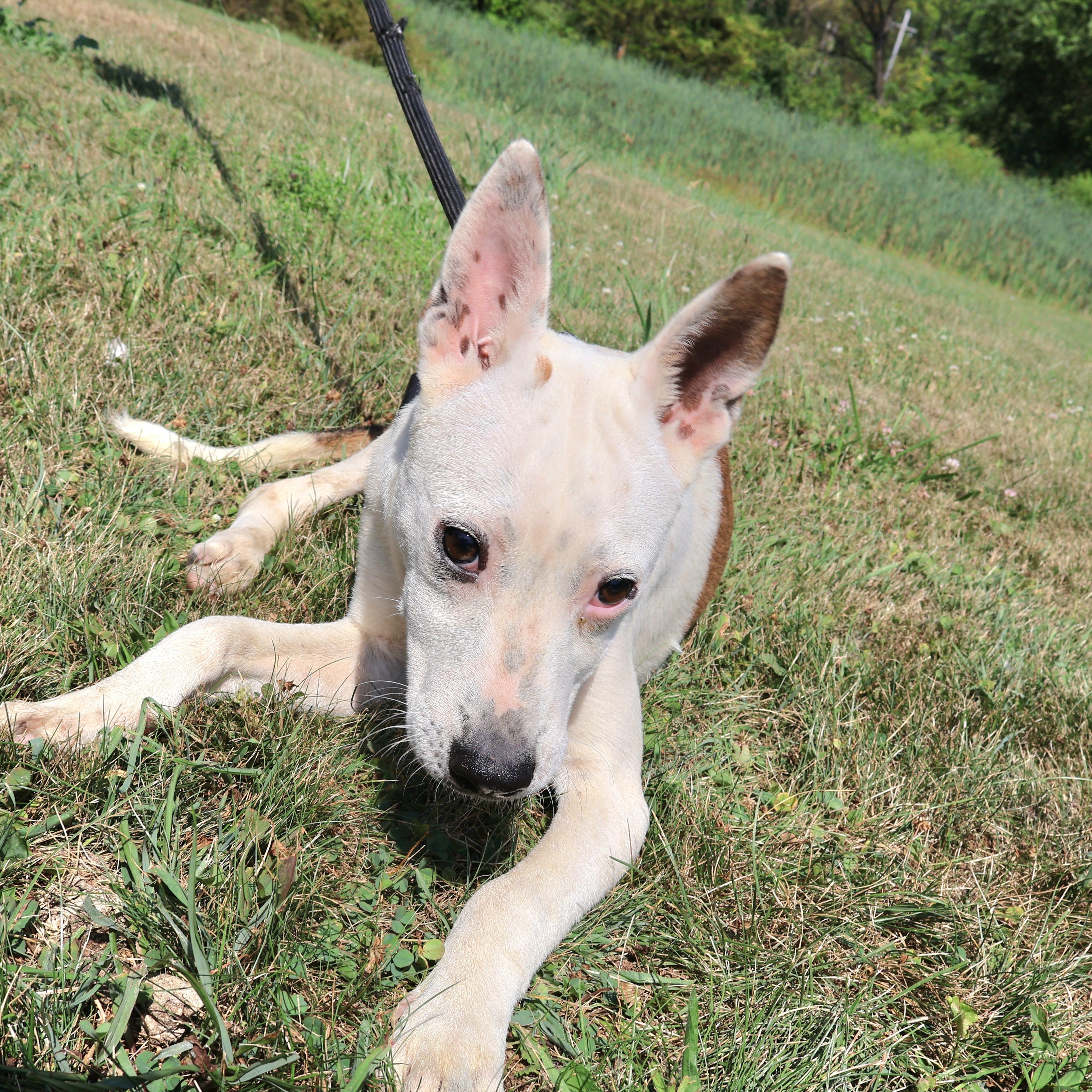 Enlarge DAFFODIL "In NY: Foster &/or Forever Home Needed!", a Adoptable mixed breed in New York, NY image 4/6