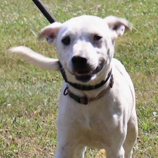 Enlarge DAFFODIL "In NY: Foster &/or Forever Home Needed!", a Adoptable mixed breed in New York, NY image 3/6